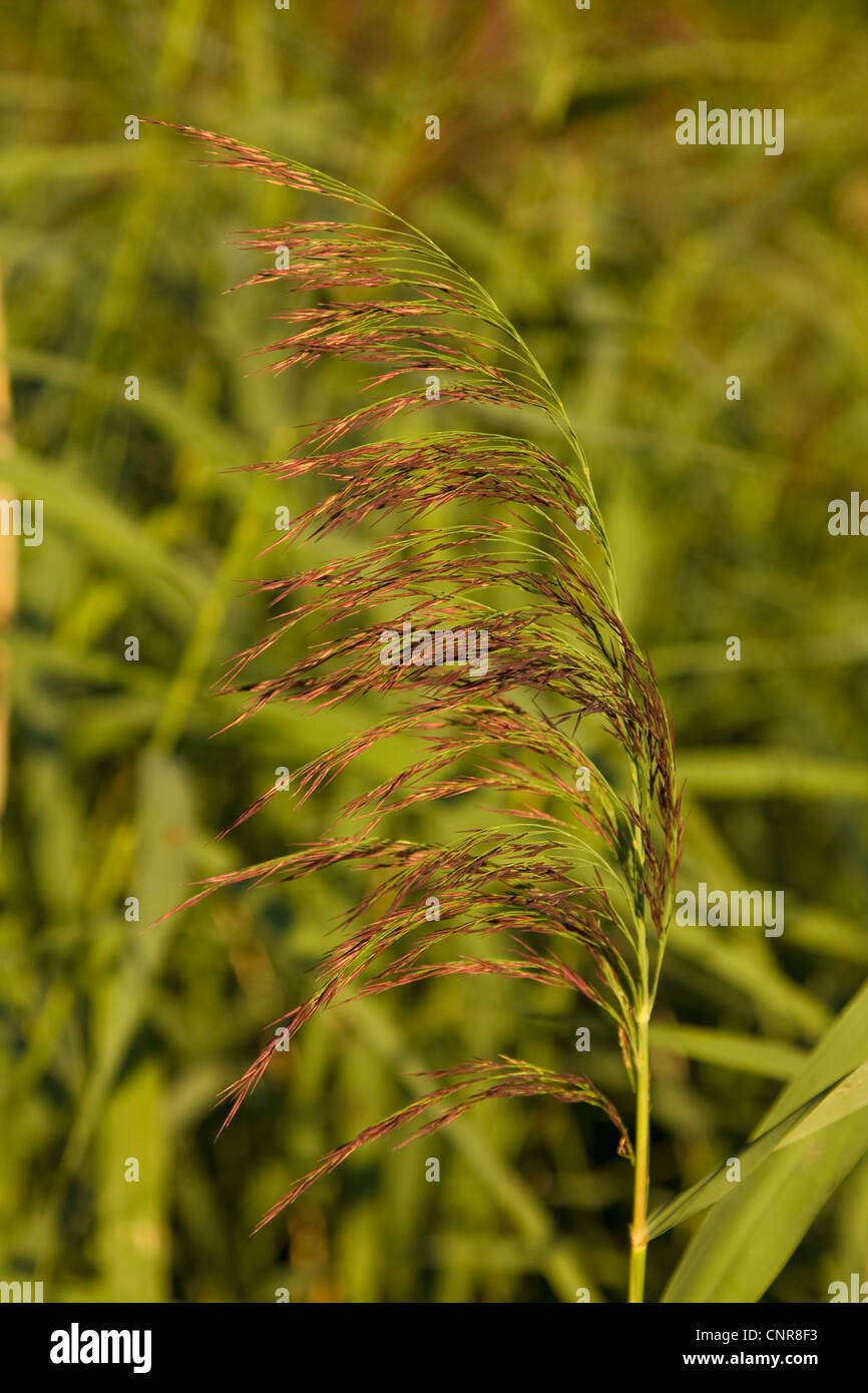 reed grass, common reed (Phragmites communis, Phragmites australis), inflorescence, Germany, Bavaria Stock Photo