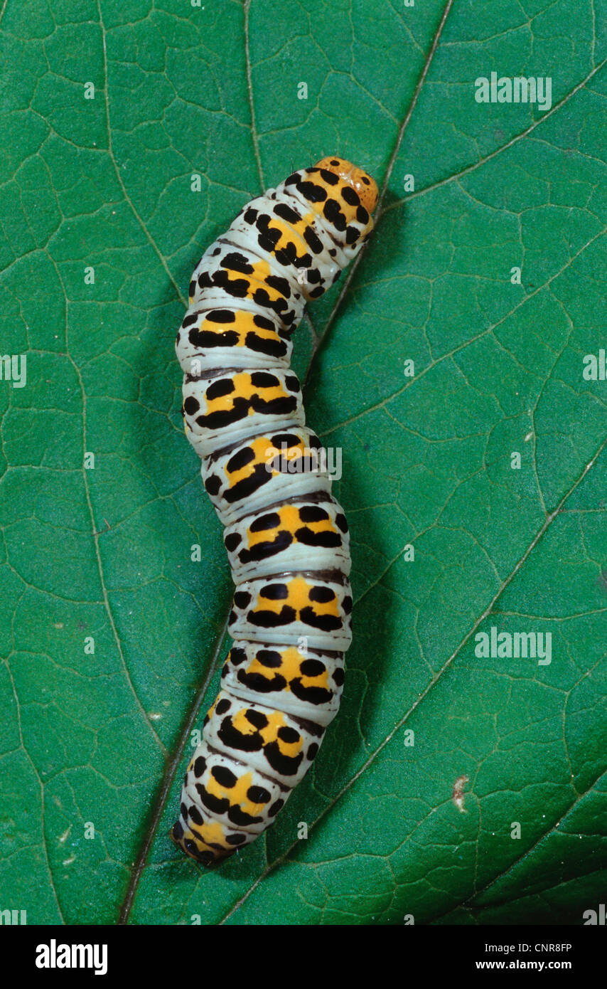water betony (Shargacucullia scrophulariae), caterpillar, Germany Stock Photo