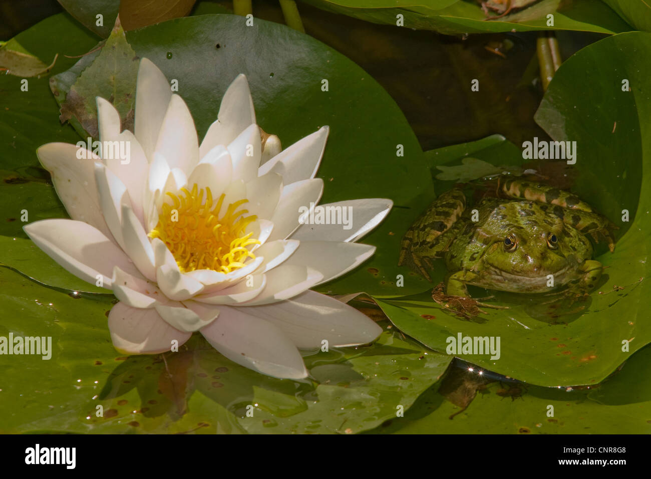 marsh frog, lake frog (Rana ridibunda), on leaf of a waterlily with flower Stock Photo