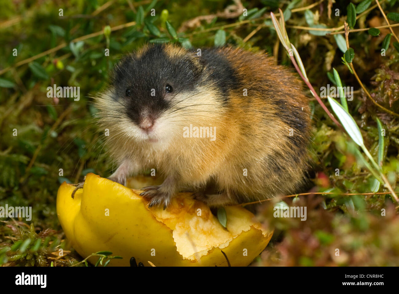 Lemming eating hi-res stock photography and images - Alamy