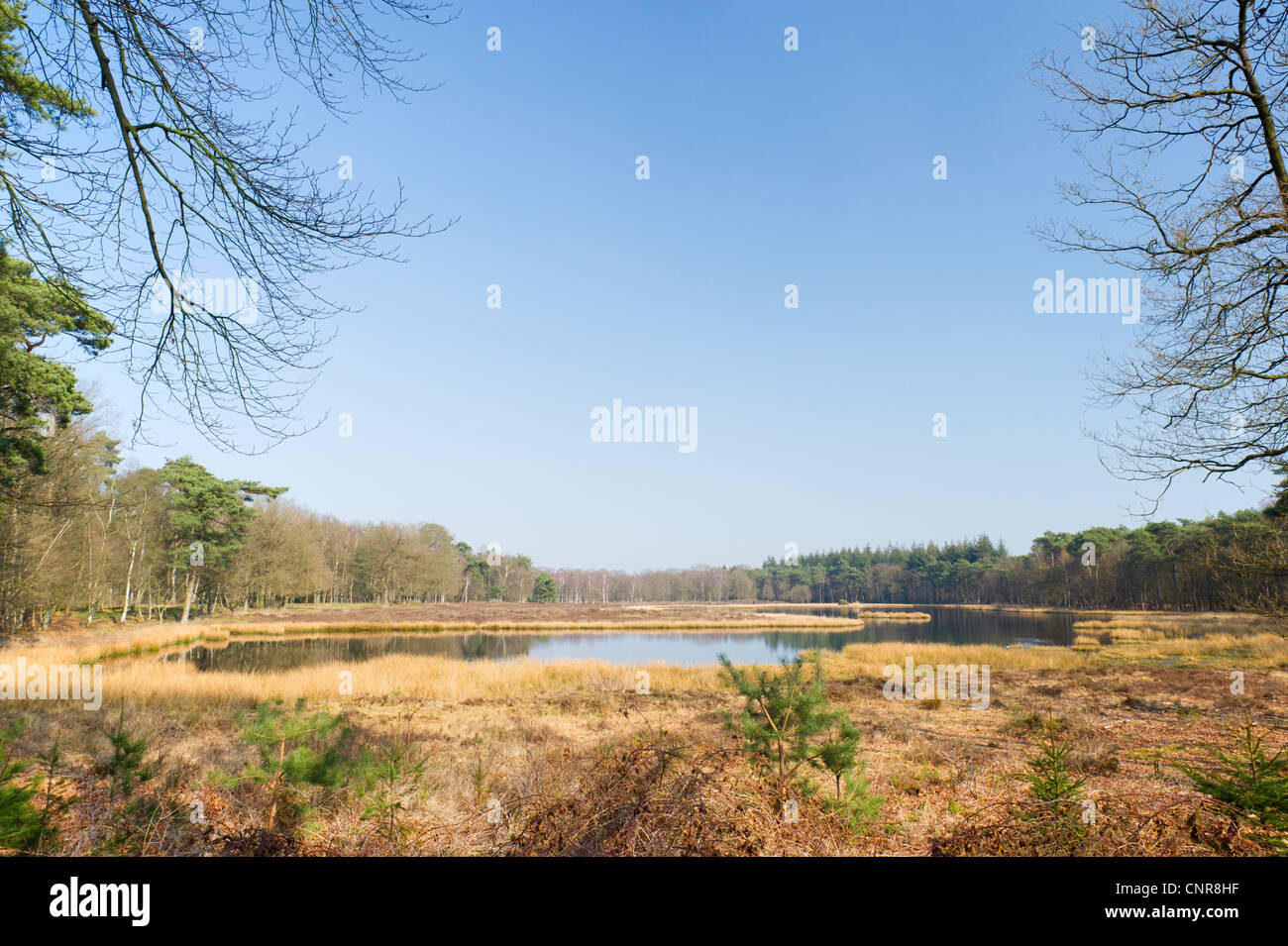 Landscape with nature fen in Dutch forest Stock Photo