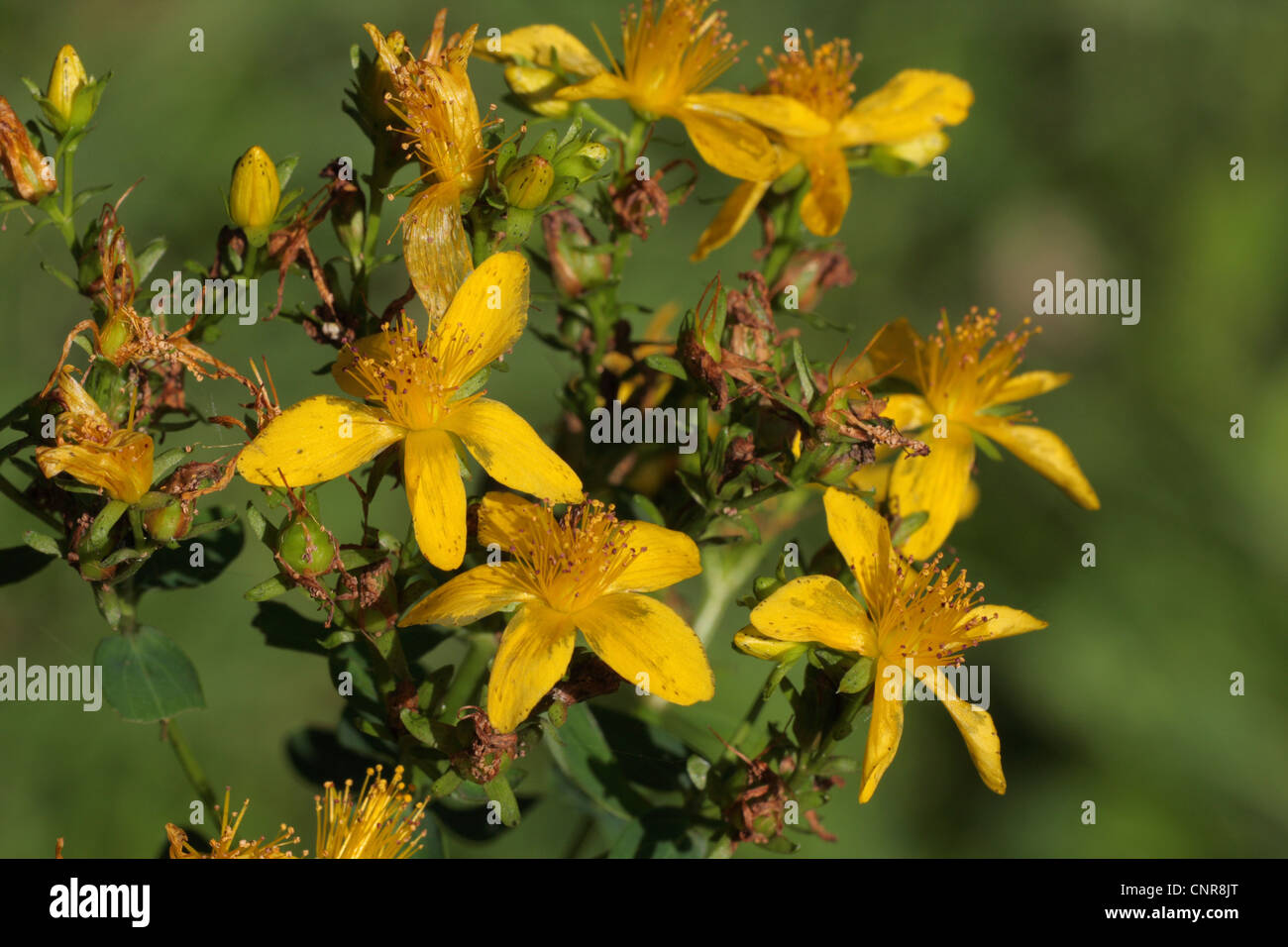 common St John'swort, perforate St John'swort, klamath weed, St. John