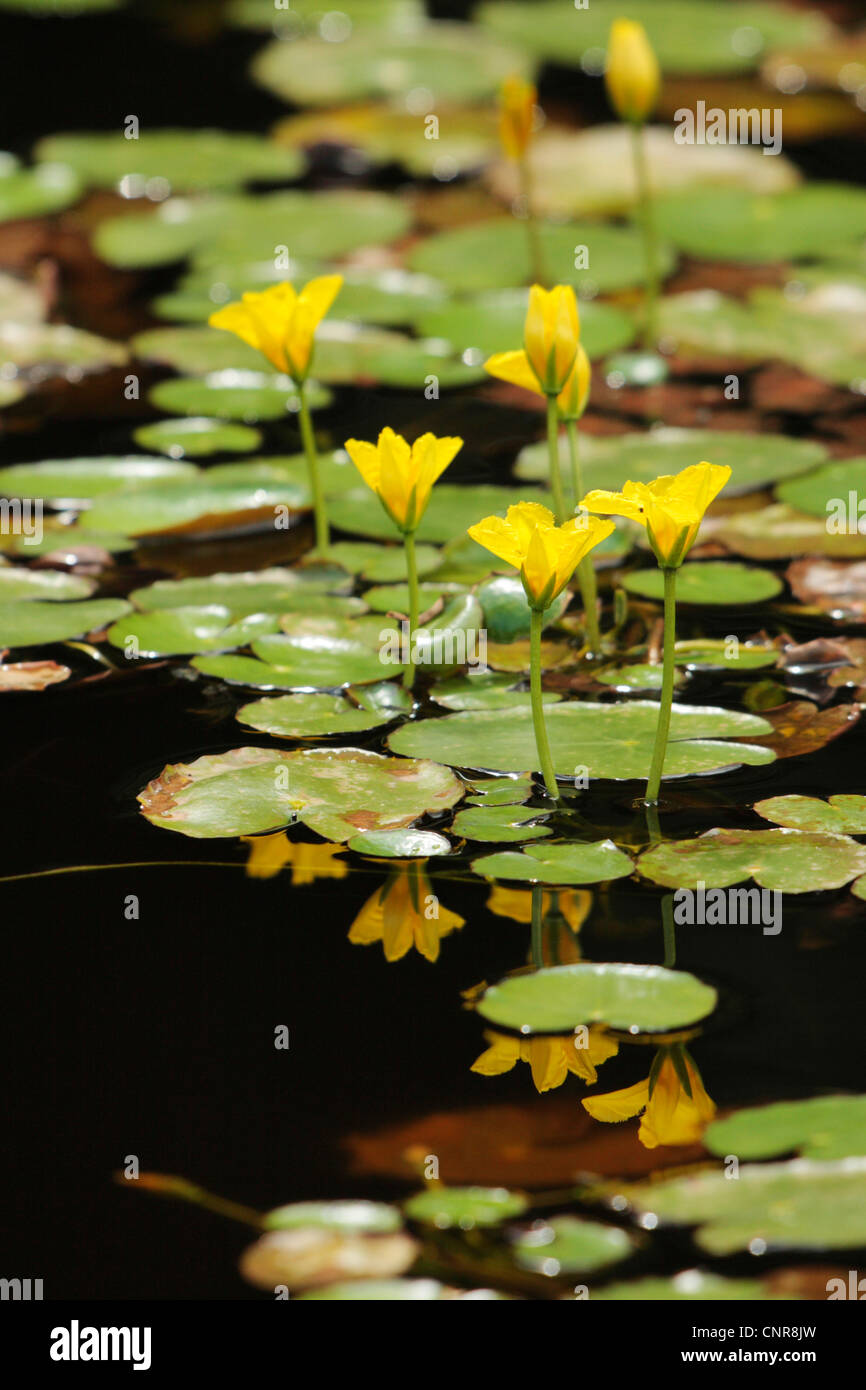 fringed water-lily (Nymphoides peltata), flowers with mirror image on water surface, Germany, Bavaria Stock Photo