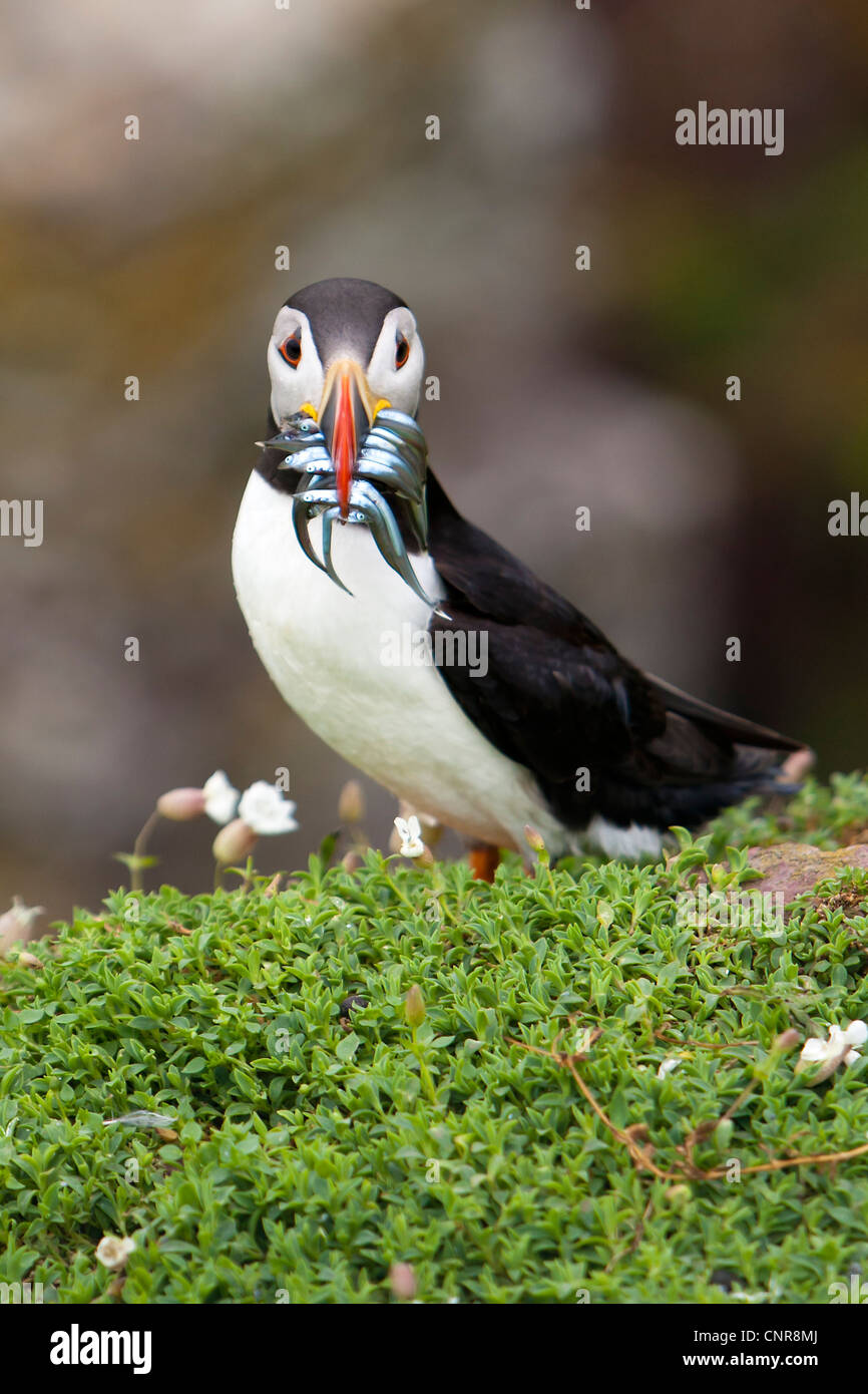 Puffin Skokholm Island Wales Pembrokeshire UK Copy Space Stock Photo