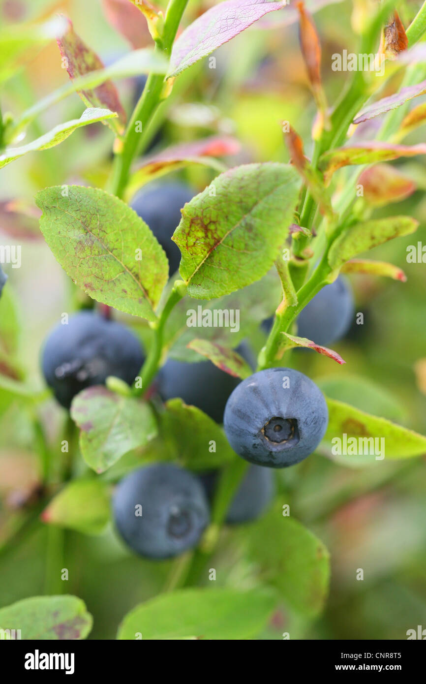 dwarf bilberry, blueberry, huckleberry, low billberry (Vaccinium myrtillus), blueberries, Germany, North Rhine-Westphalia Stock Photo