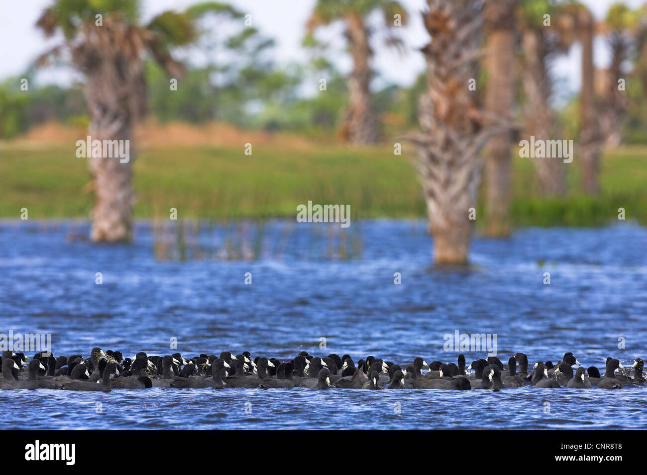 American coot (Fulica americana), swimming group, USA, Florida Stock Photo