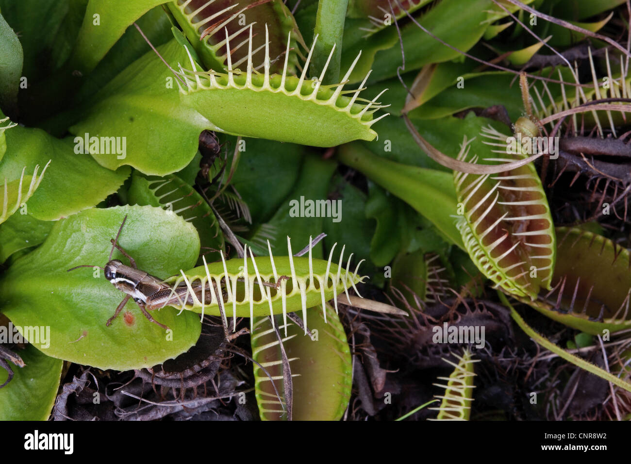 Grasshopper trapped inside Venus Flytrap leaf Dionaea muscipula Southeastern USA Photographed in Wild Stock Photo