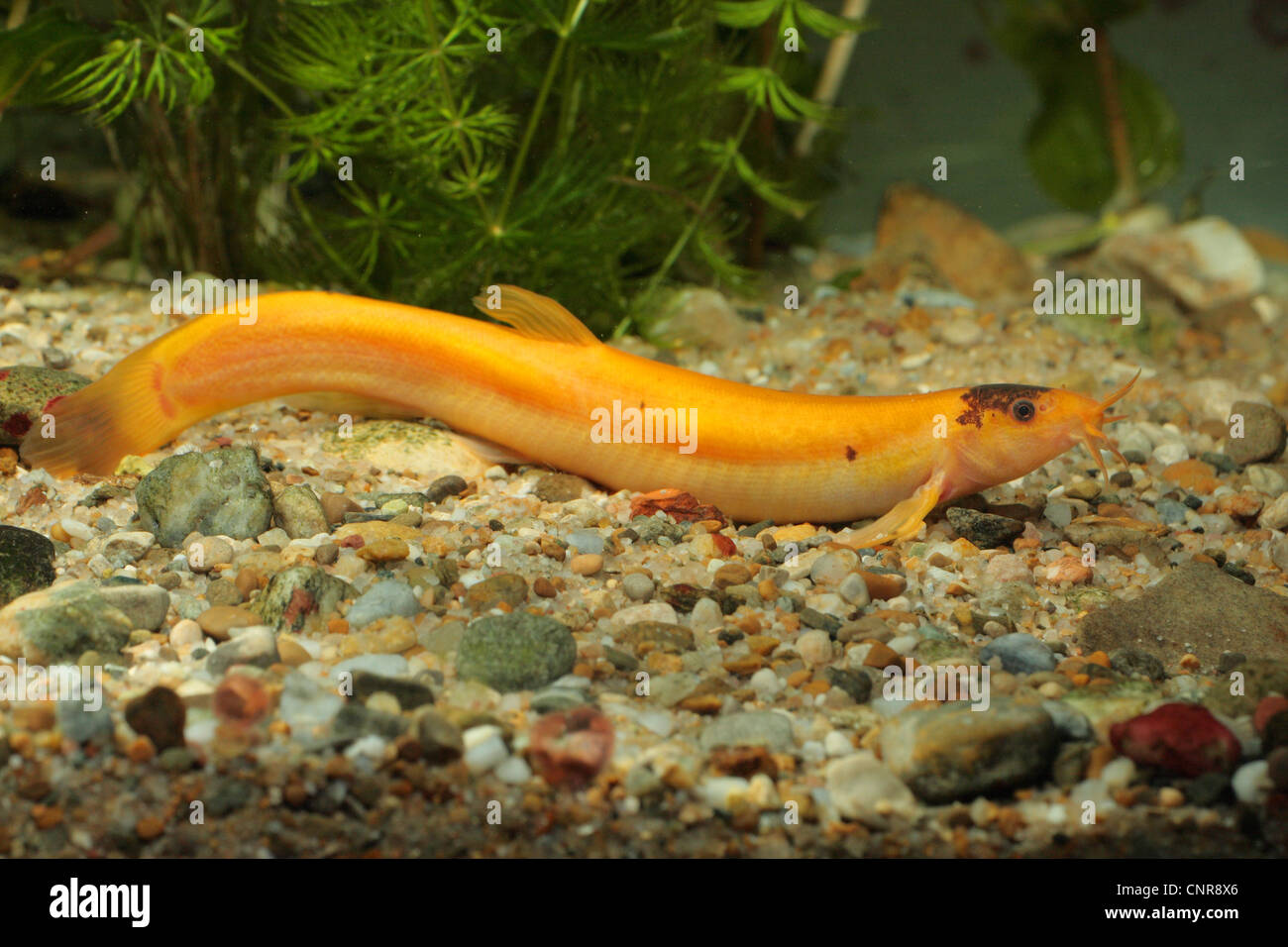 Japanese weatherfish (Misgurnus anguillicaudatus), male 150 mm, orange Stock Photo