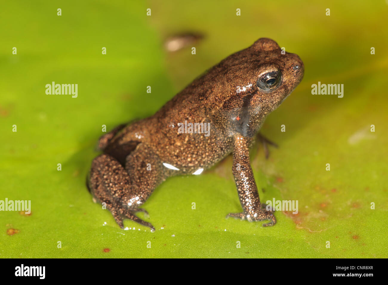 European common toad (Bufo bufo), with small tail at the end of metamorphosis, Germany, Bavaria Stock Photo