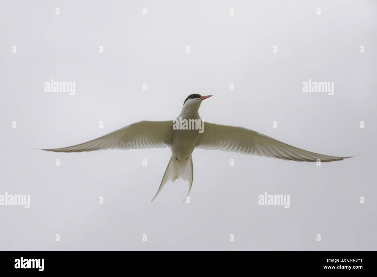 arctic tern (Sterna paradisaea), flying, Norway Stock Photo
