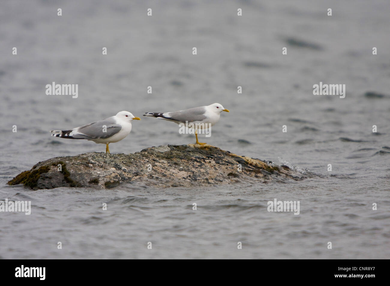 mew gull (Larus canus), standing on a rock in a lake, Norway, Knuthso Landschaftsschutzgebiet, Opdal Stock Photo