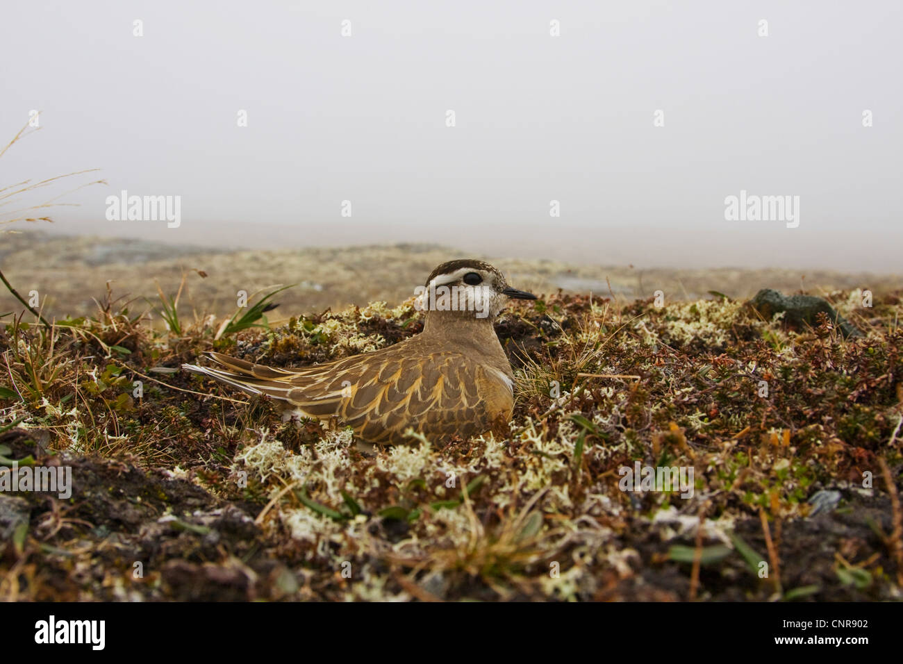 dotterel, Speedy dotterel (Charadrius morinellus, Eudromias morinellus), breeding, Norway, Knuthso Landschaftsschutzgebiet, Opdal Stock Photo