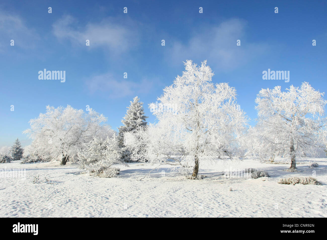 winter landscape of the Sauerland, Germany, North Rhine-Westphalia, Sauerland Stock Photo