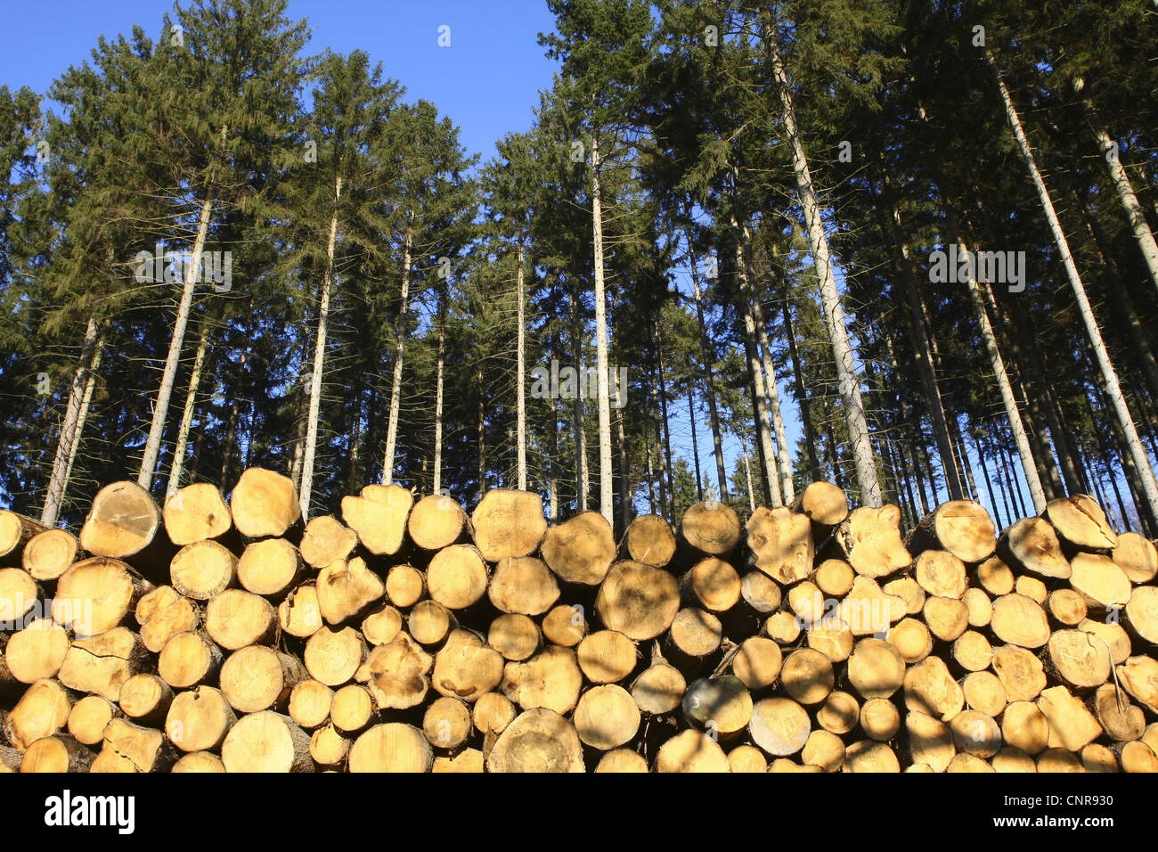 Norway spruce (Picea abies), timber storage, Germany, North Rhine-Westphalia, Sauerland Stock Photo