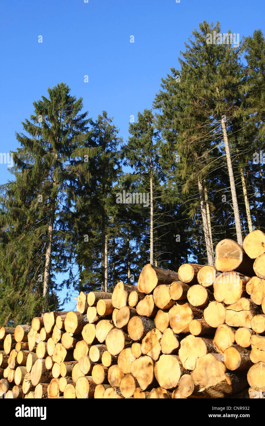 Norway spruce (Picea abies), timber storage, Germany, North Rhine-Westphalia, Sauerland Stock Photo