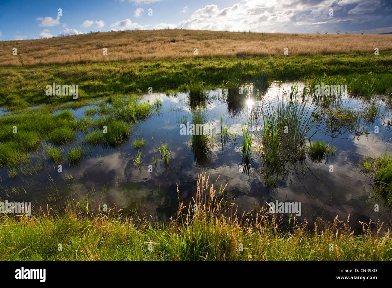small pool on marsh meadow, Germany, Mecklenburg-Western Pomerania, Hiddensee Stock Photo