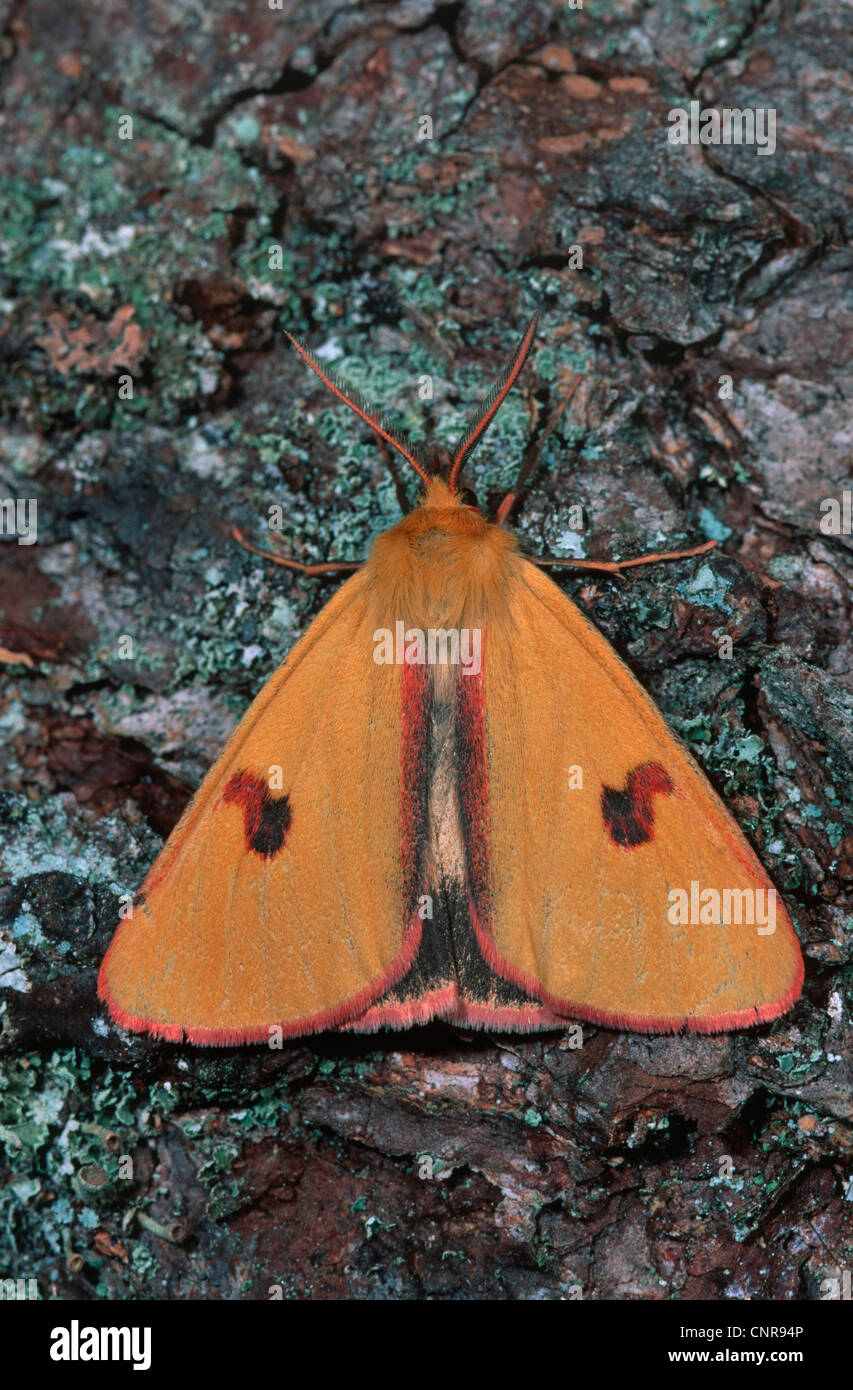 clouded buff moth (Diacrisia sannio), sitting at a tee trunk, Germany Stock Photo