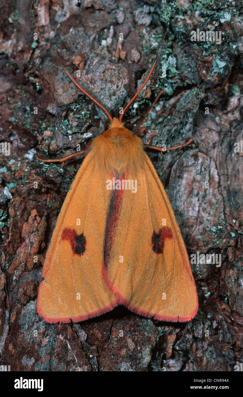 clouded buff moth (Diacrisia sannio), sitting at a tree trunk, Germany Stock Photo