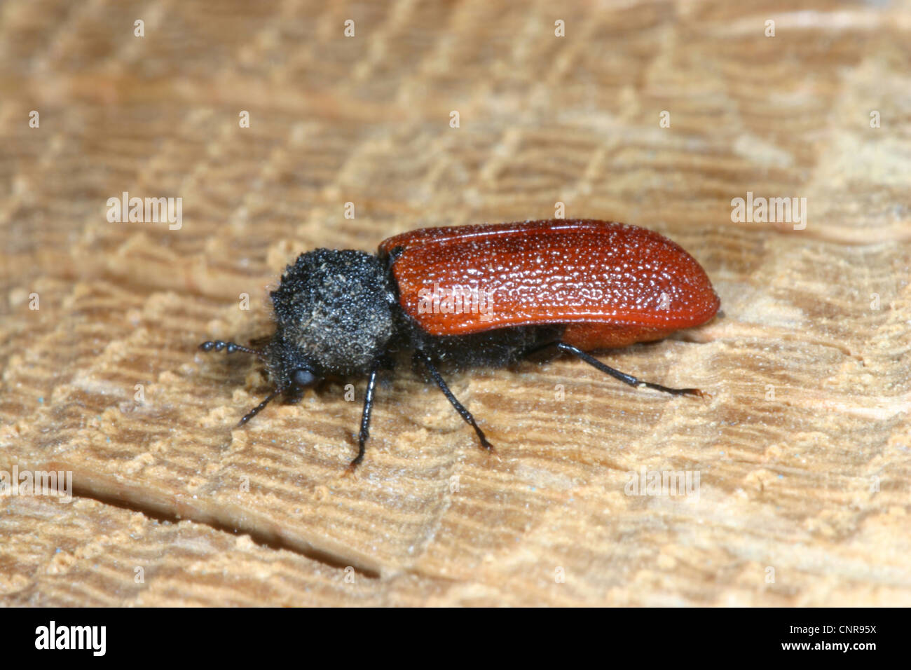 horned powder-post beetles, branch borers and twig borers, bostrichids (wood borers) (Bostrichidae, Bostrychidae), on oak wood, Alsace Stock Photo