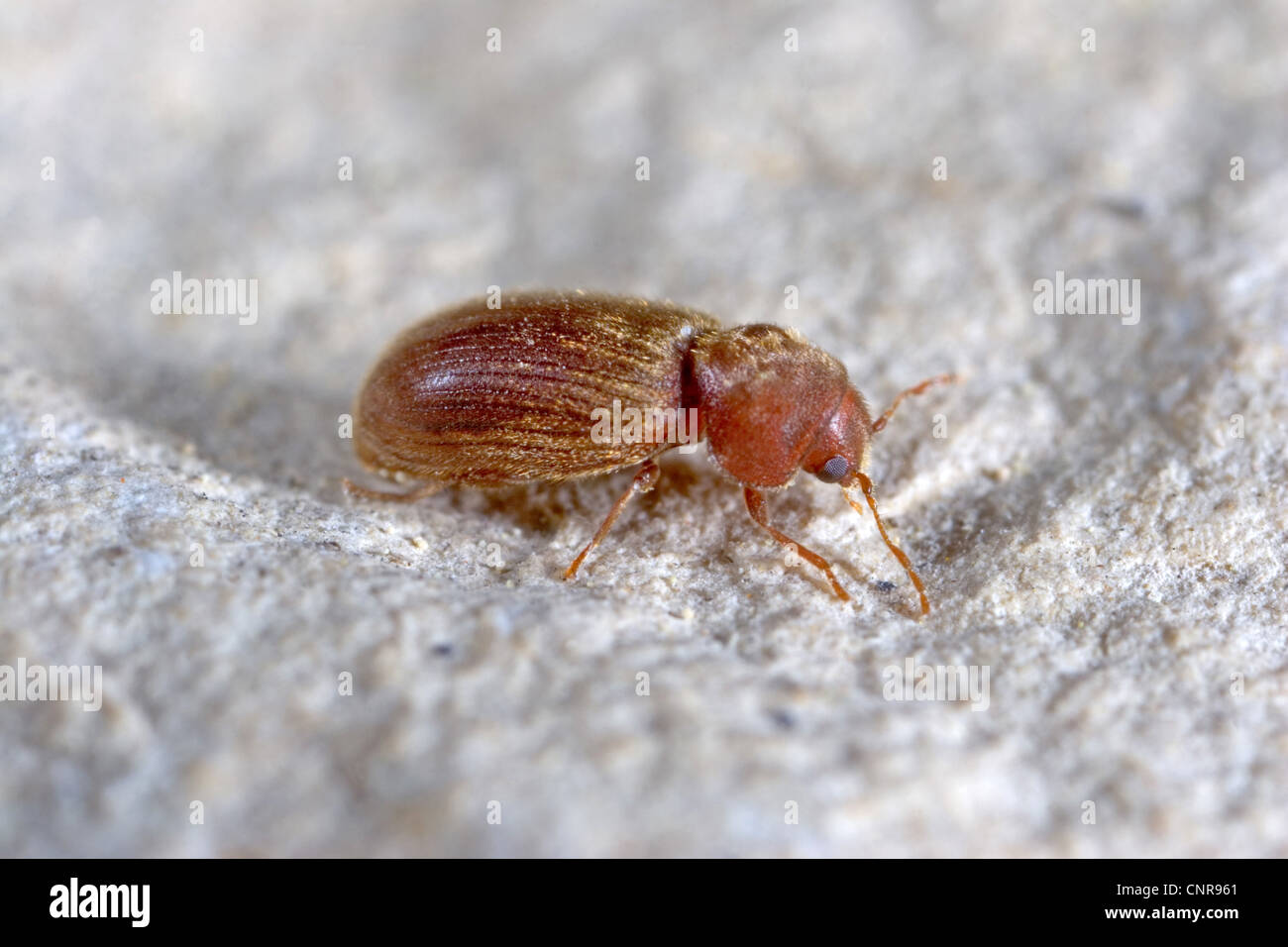 drugstore beetle, drug store weevil, biscuit beetle, bread beetle (Stegobium paniceum), on a wall, Germany, Baden-Wuerttemberg Stock Photo
