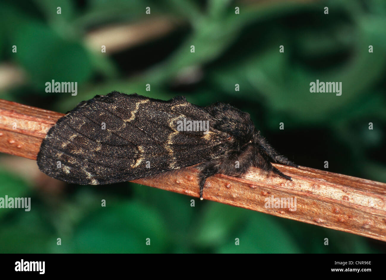 Drymonia ruficornis (Drymonia ruficornis), sitting on a sprout, Germany
