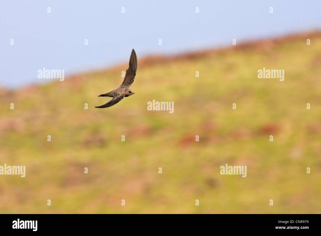 alpine swift (Apus melba, Tachymarptis melba), flying, Austria Stock ...