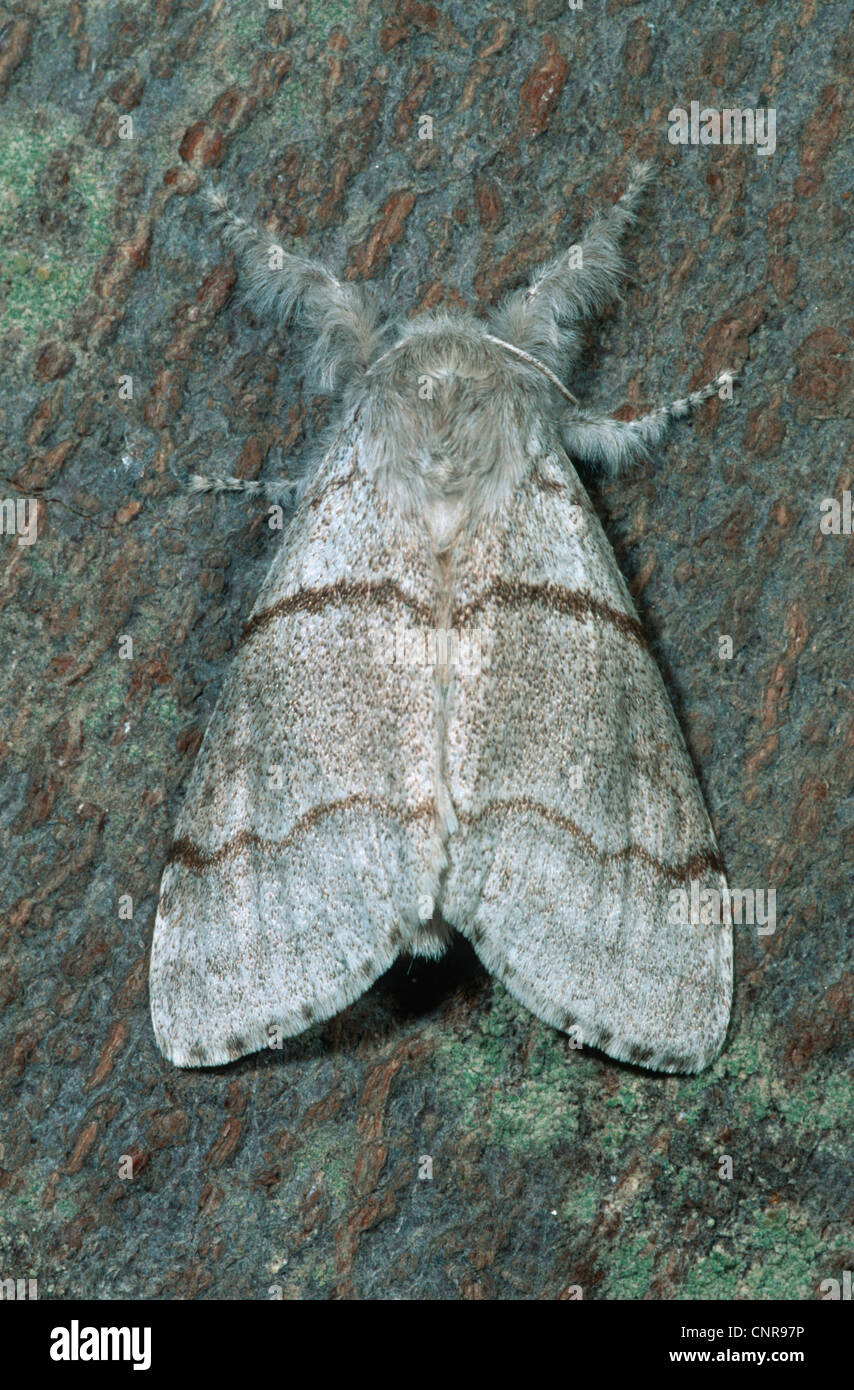 Pale tussock, Red-tail moth (Dasychira pudibunda, Olene pudibunda, Calliteara pudibunda, Elkneria pudibunda), sitting at a tree trunk, Germany Stock Photo