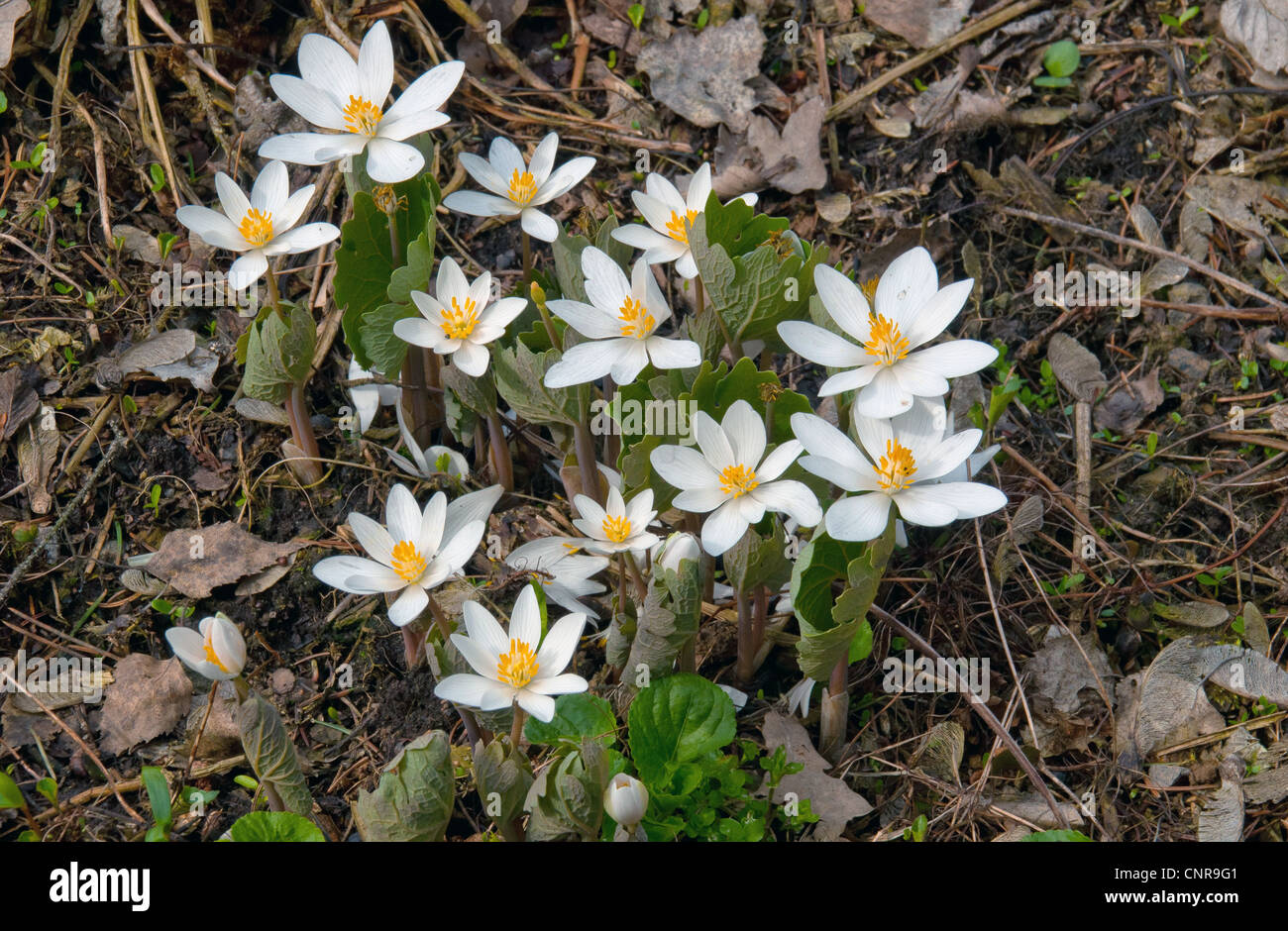 spring perenial, Bloodroot Stock Photo - Alamy