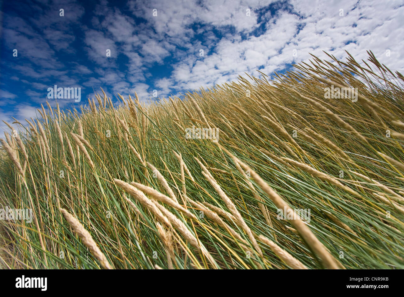beach grass, European beachgrass, marram grass, psamma, sea sand-reed (Ammophila arenaria), in front of cloudy sky, Germany, Mecklenburg-Western Pomerania, Hiddensee Stock Photo
