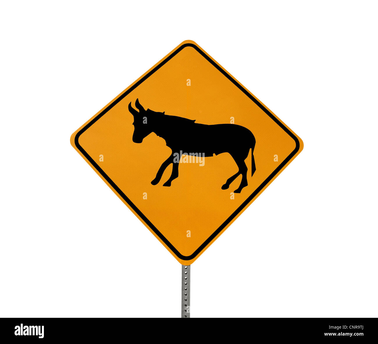 Wild burro caution sign isolated. Stock Photo