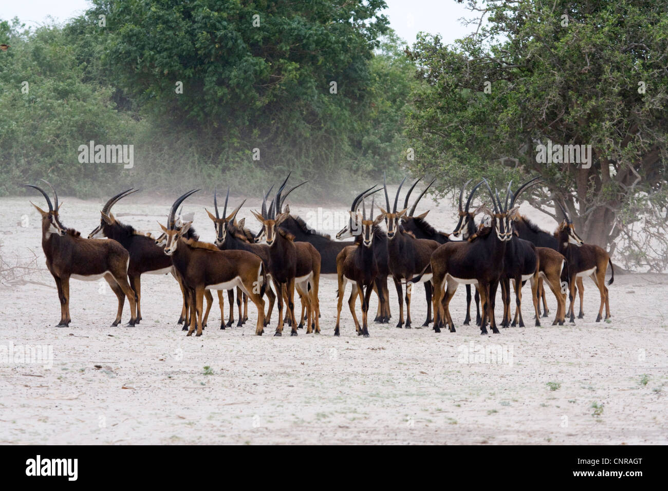sable antelope (Hippotragus niger), herd in savannah, Namibia, Mahango National Park Stock Photo