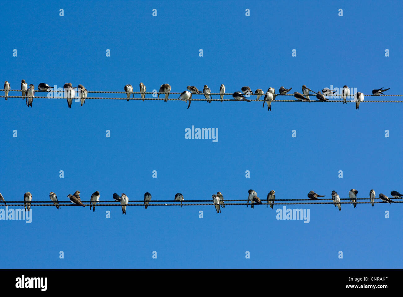 Individualoes collecting for bird migration hires stock photography
