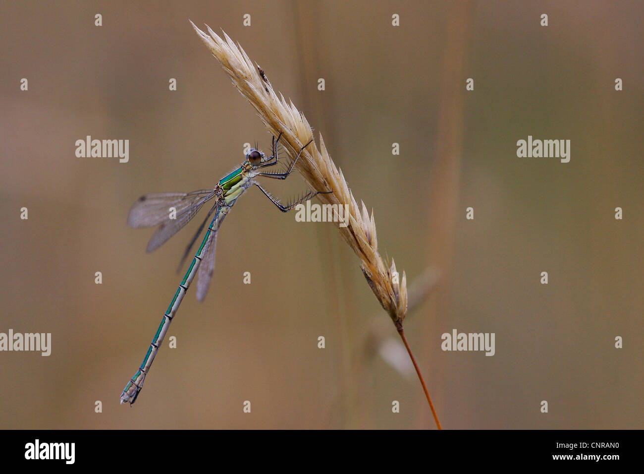green lestes, emerald damselfly (Lestes sponsa), at blade of grass ...