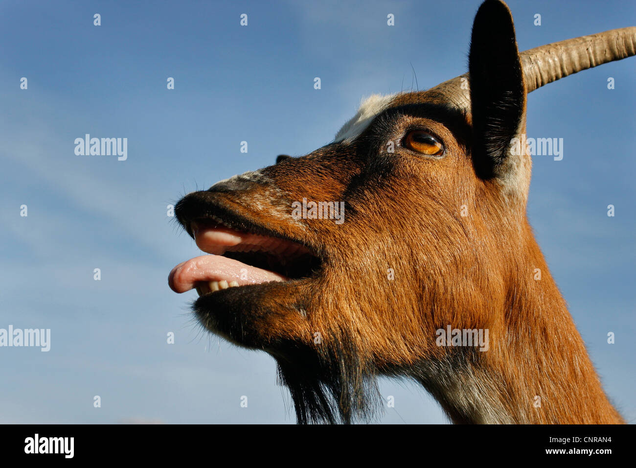 domestic goat (Capra hircus, Capra aegagrus f. hircus), domestic goat bleating Stock Photo