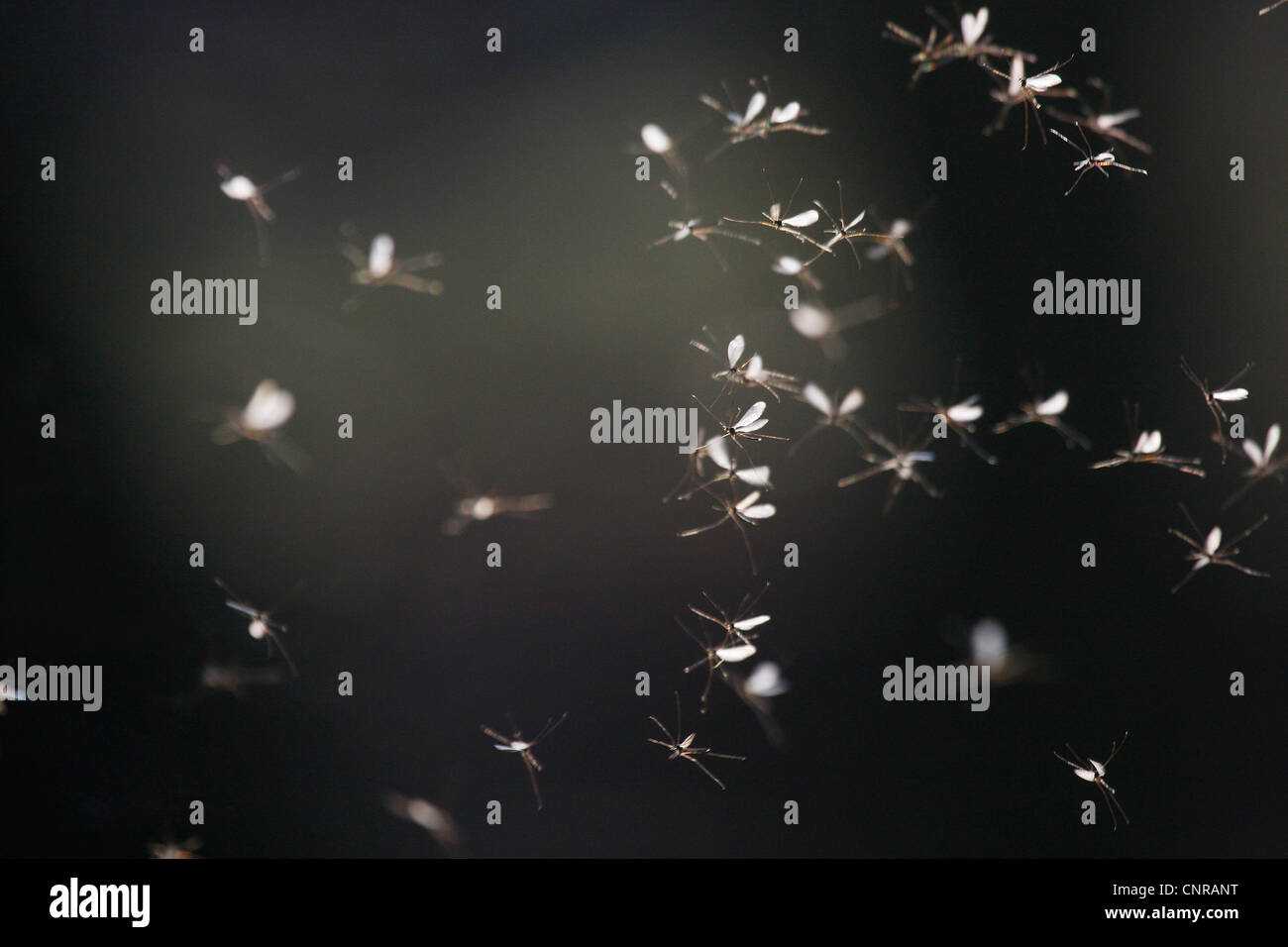 mosquitoes (Nematocera (Diptera)), swarm of mosquitoes, Germany, Rhineland-Palatinate Stock Photo