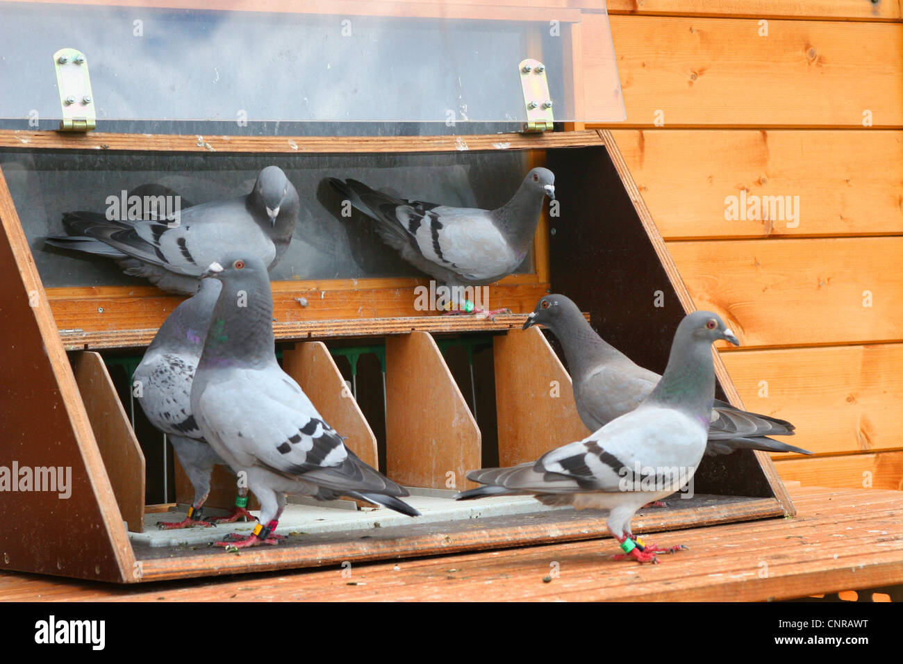 Homing pigeons hi-res stock photography and images - Alamy
