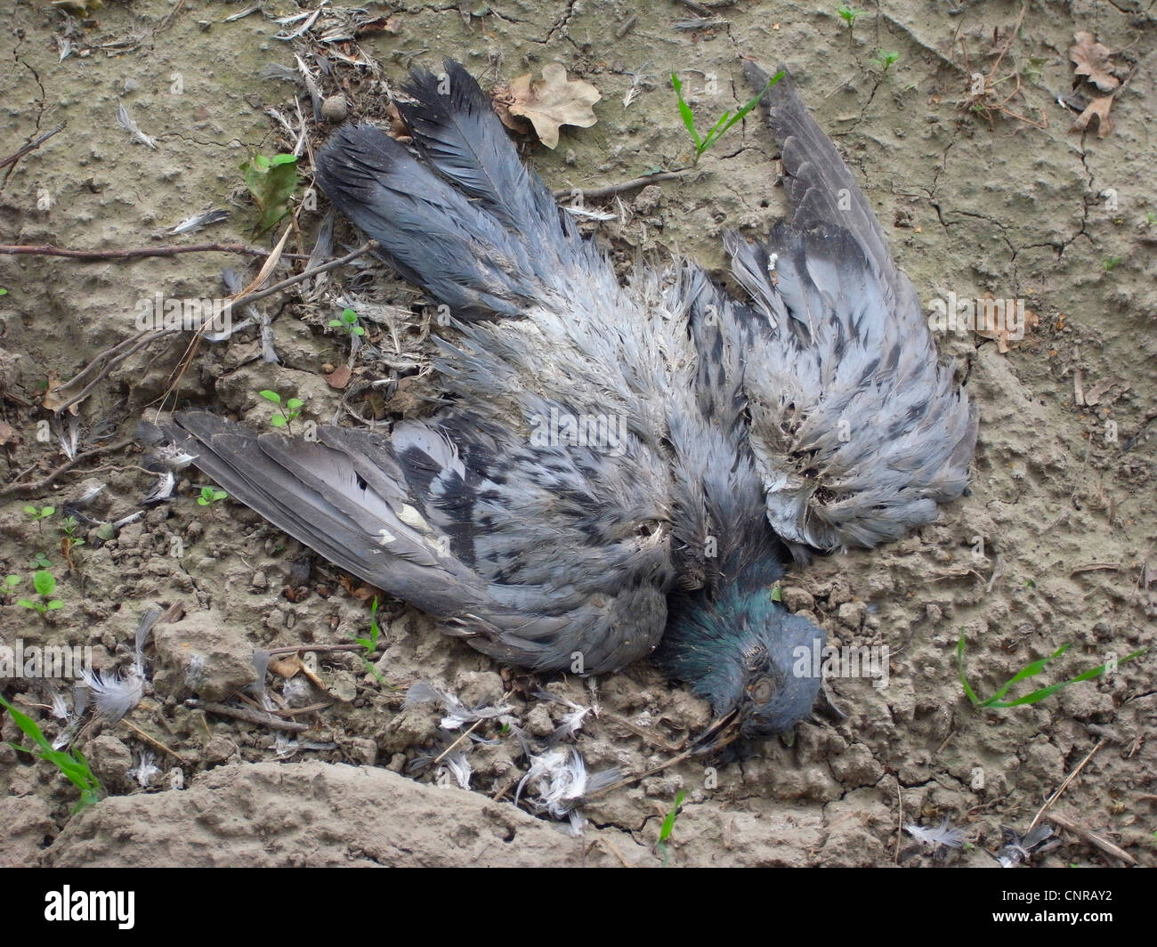 homing pigeon (Columba livia f. domestica), dead pigeon Stock Photo Alamy