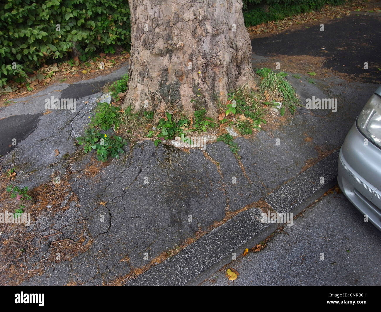 asphalt surface at a tree trunk Stock Photo