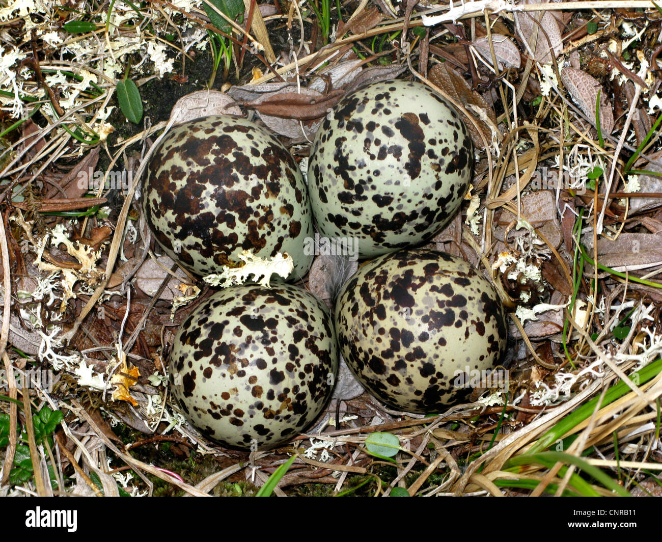 European Golden Plover Pluvialis Apricaria Nest With Eggs Norway 