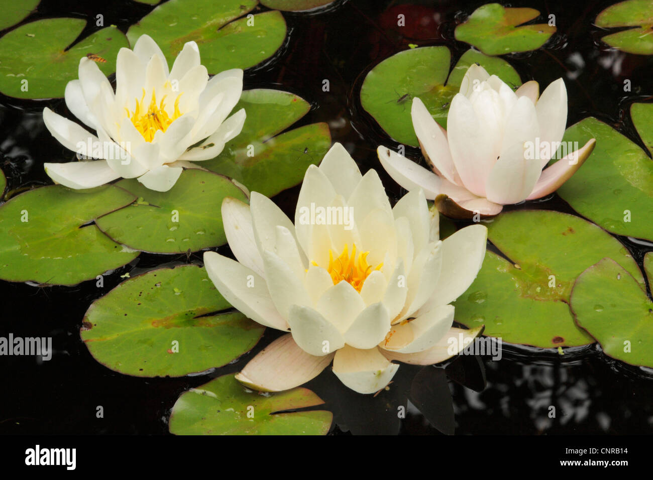white water-lily, white pond lily (Nymphaea alba), three flowers on floating leaves, Germany, Bavaria Stock Photo