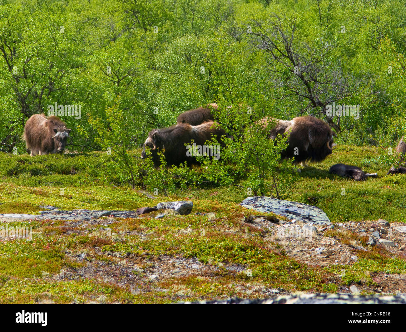 muskox (Ovibos moschatus), herd with calves at deciduous forest, Norway, Dovrefjell National Park Stock Photo