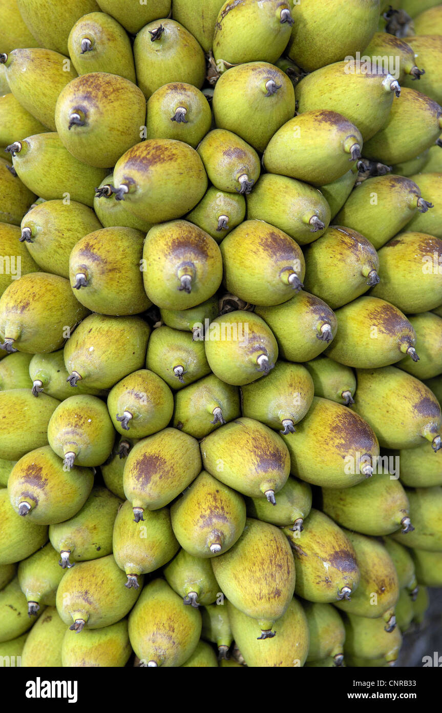 Attalea (Attalea phalerata), fruits, Brazil, Pantanal Stock Photo