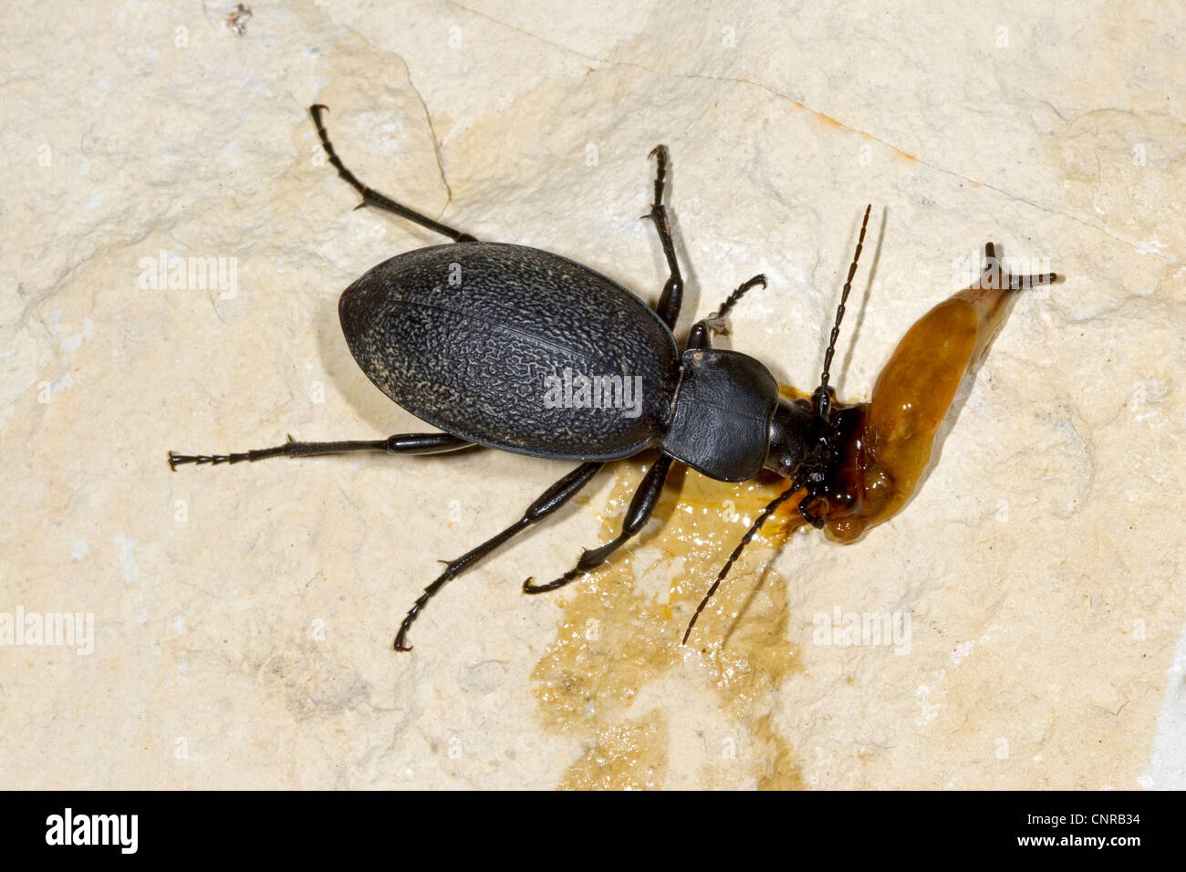 leatherback ground beetle (Carabus coriaceus), with snail as prey
