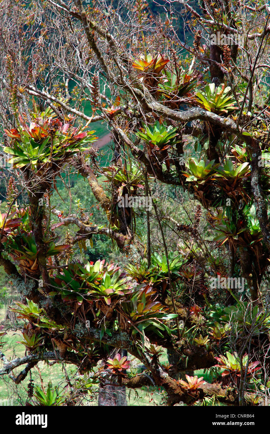 bromeliads on a twig, Costa Rica Stock Photo