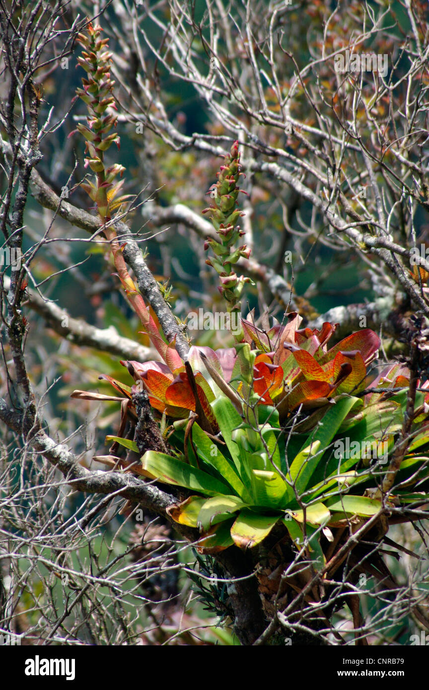 bromeliads on a twig, Costa Rica Stock Photo