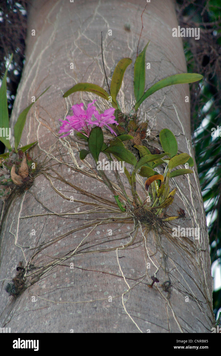 guarianthe (Cattleya skinneri), on a plam, Costa Rica Stock Photo