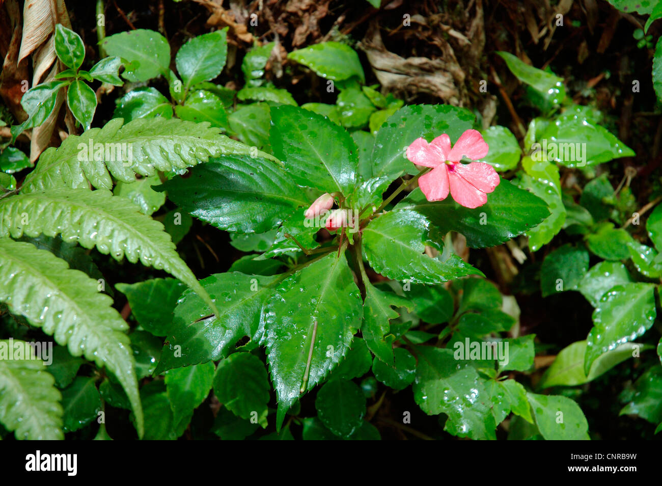 impatiens, Busy Lizzy (Impatiens walleriana), blooming, Costa Rica Stock Photo