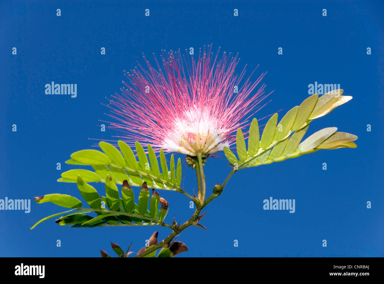 surinam powder puff, pink powder puff, surinamese stickpea, officiers-kwast (Calliandra surinamensis), blooming, Cuba Stock Photo