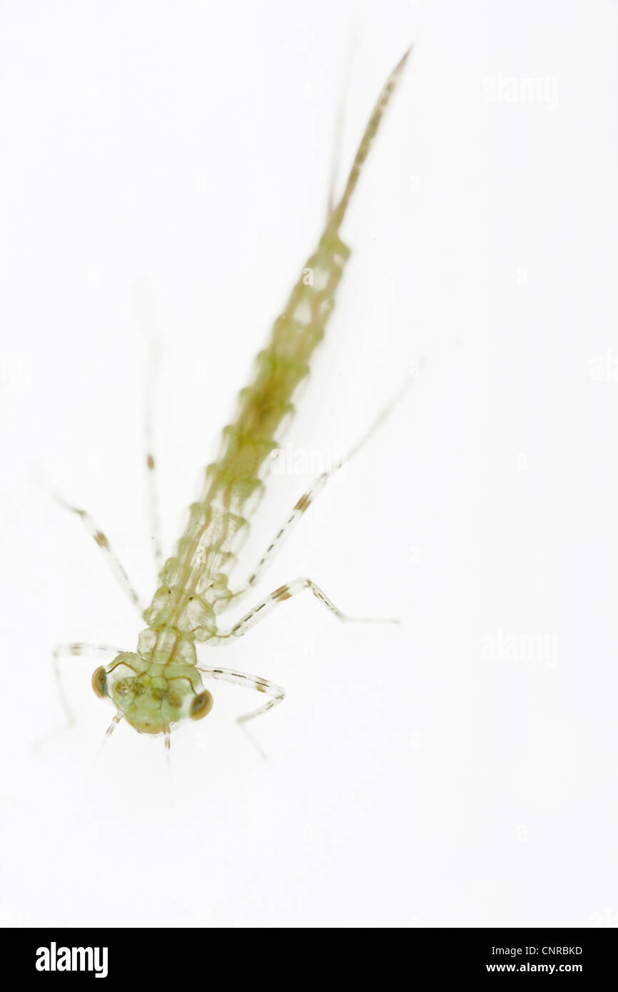 Caddisfly larvae hires stock photography and images Alamy