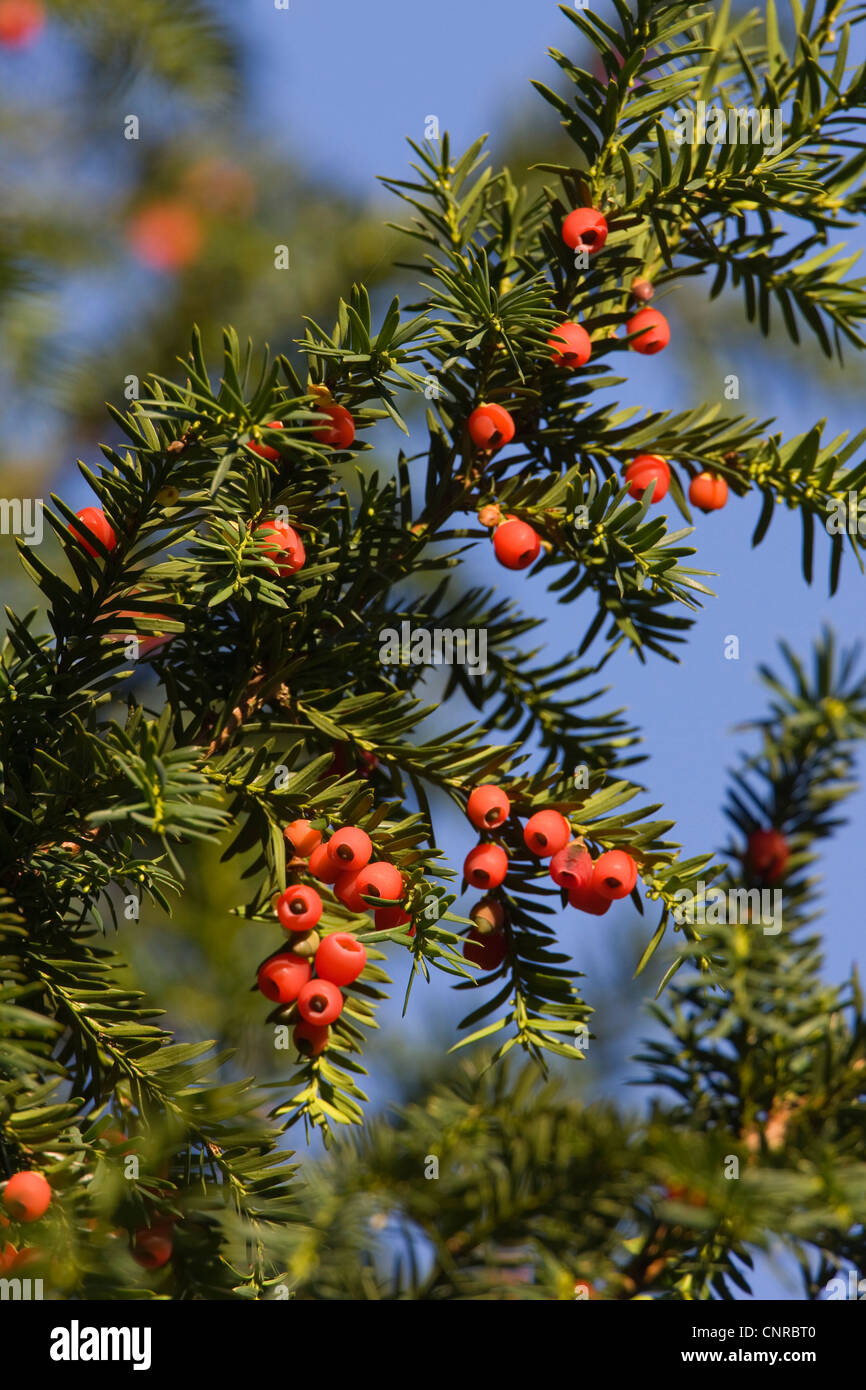 common yew (Taxus baccata), seeds of yew, Germany Stock Photo